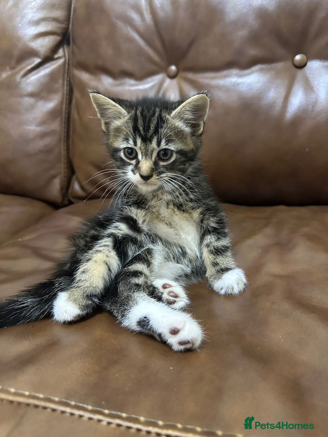 Russian Blue cats for sale: Russian blue and Turkish angora cross - Image 3