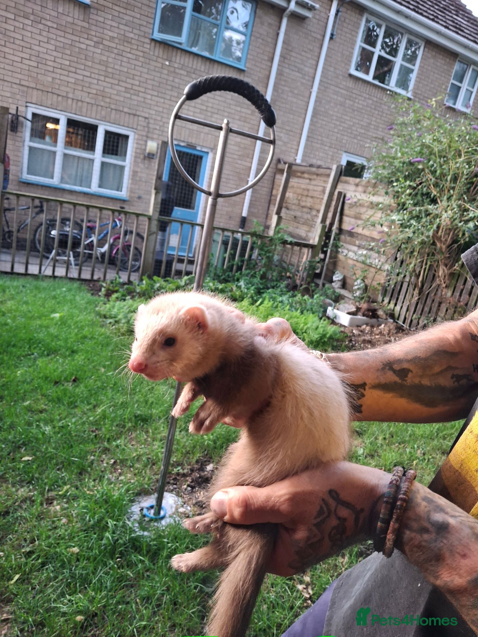 Ferret rodents Baby boy ferrets for sale - Advert 2