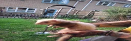Ferret rodents for sale: Baby boy ferrets for sale in Oakham - Advert 2