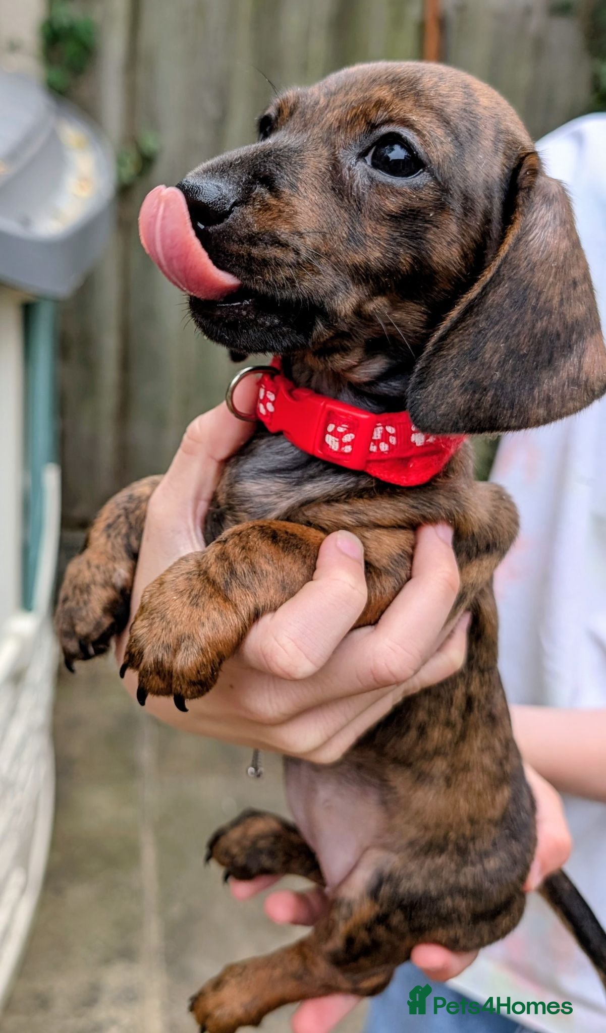 Miniature Dachshund dogs Miniature Brindle Dachshund  - Advert 2