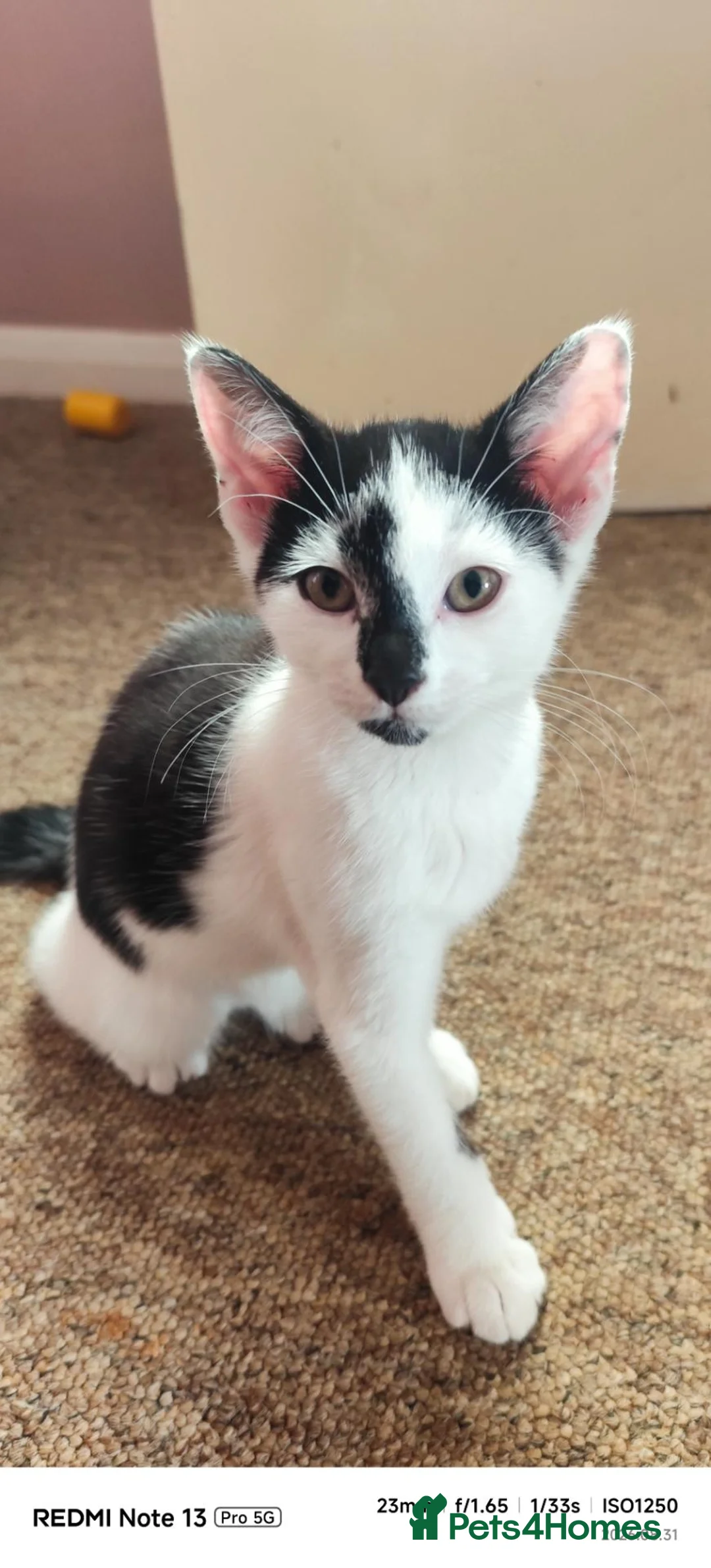Mixed Breed cats for sale: Kitten's for sale  - Advert 2