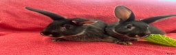 Mixed Breed rabbits for sale: Mixed rabbits  - Advert 4
