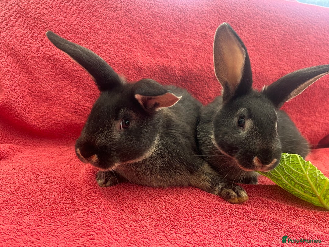 Mixed Breed rabbits for sale: Mixed rabbits  - Advert 4
