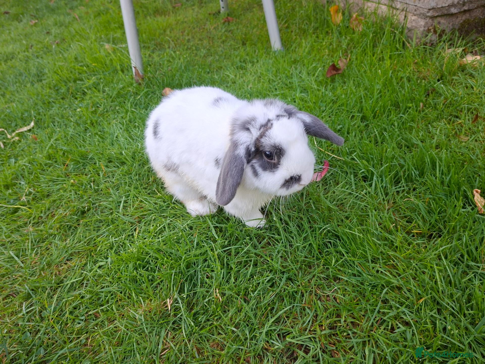 English Lop rabbits for sale: Robbie Rabbit Male Rabbit Lop...very calm. - Advert 2