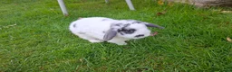 English Lop rabbits for sale: Robbie Rabbit Male Rabbit Lop...very calm. in Brentwood - Advert 1