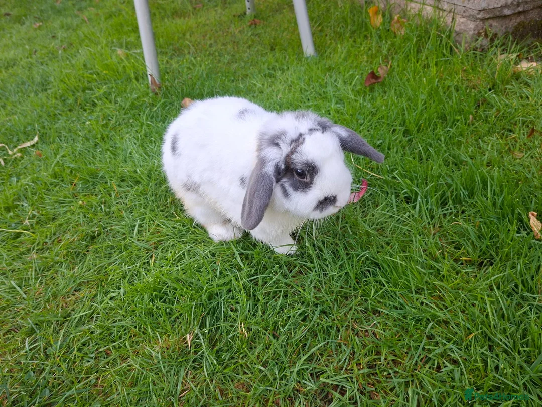 English Lop rabbits for sale: Robbie Rabbit Male Rabbit Lop...very calm. in Brentwood - Advert 1