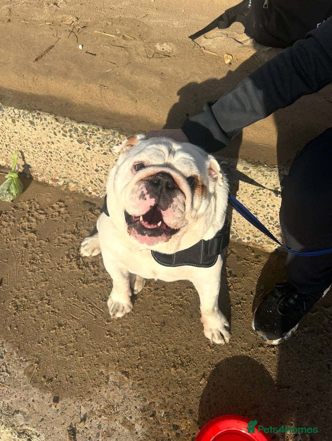 English Bulldog dogs for sale: Neil  - Image 5
