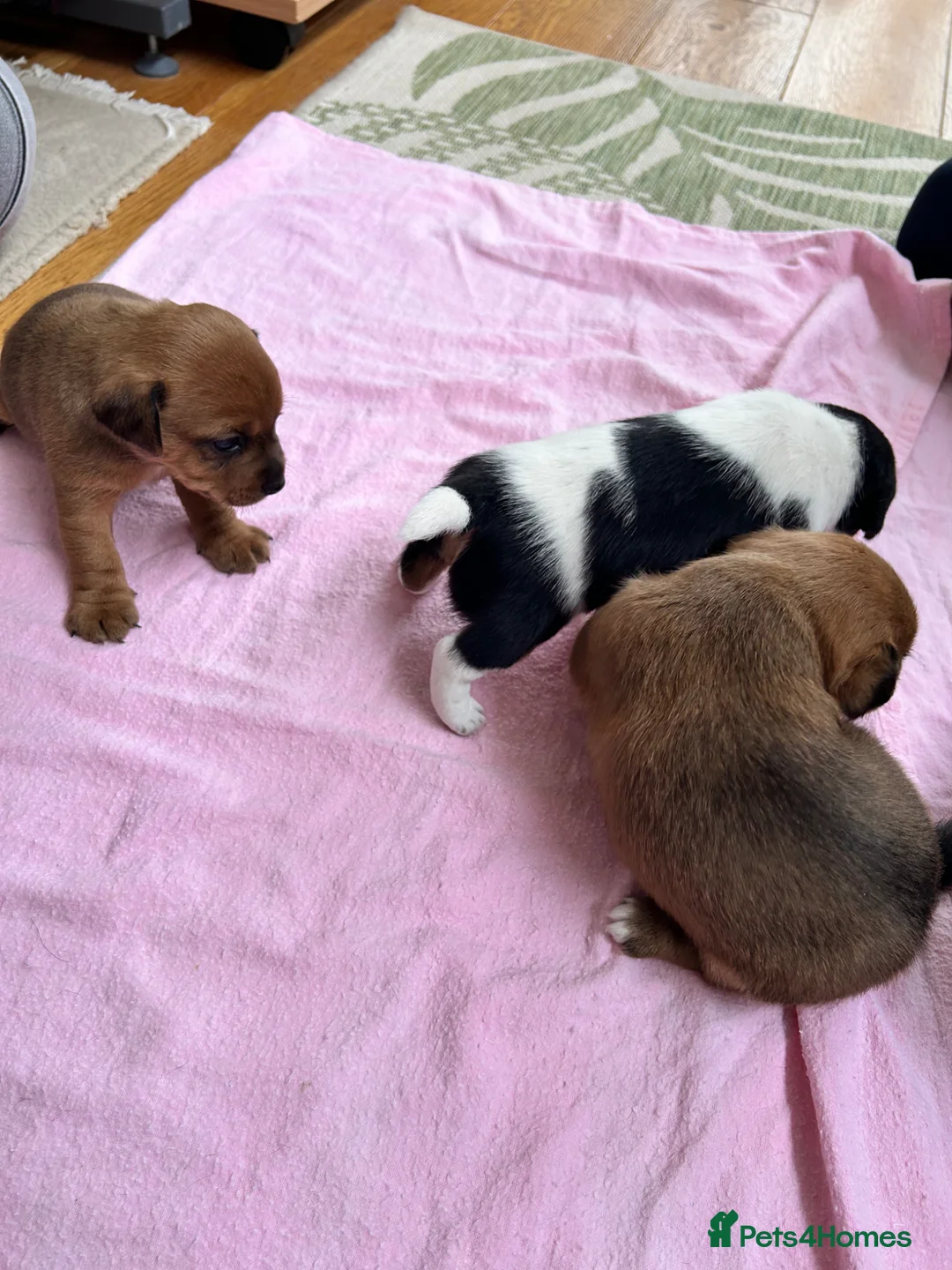 Jack Russell dogs for sale: Beautiful Jack Russell puppies for sale - Advert 2