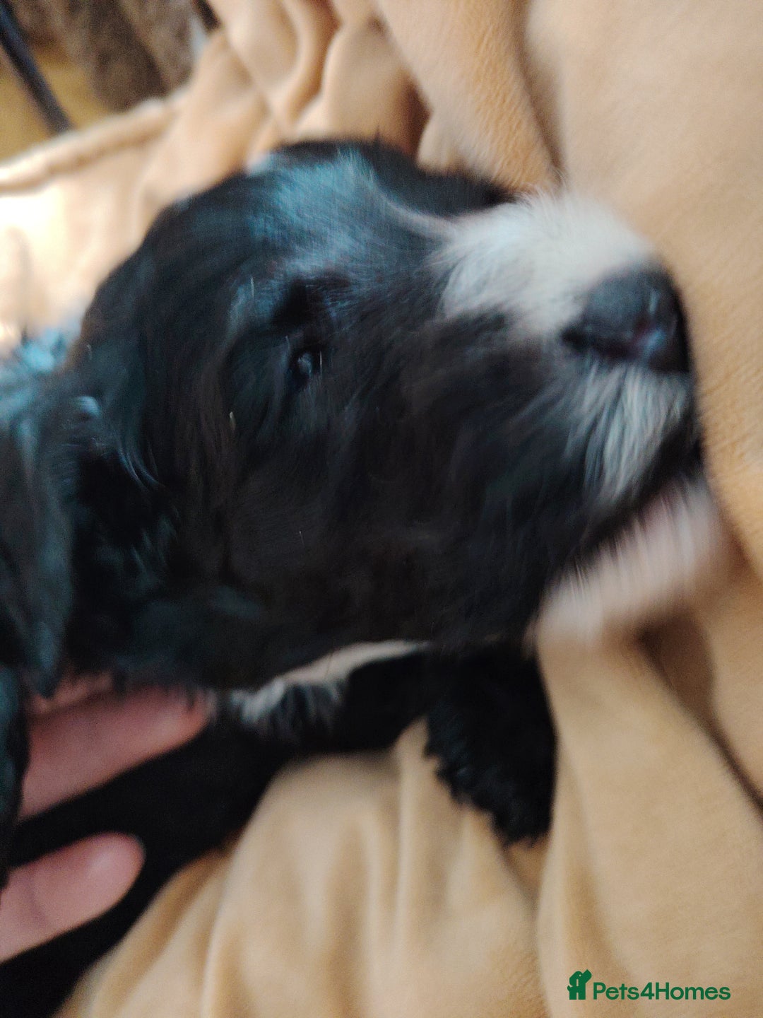 Cockapoo dogs for sale: F3 cockapoo  - Image 29