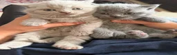 British Shorthair cats for sale: Blue and lilac GCCF kittens !  - Advert 1