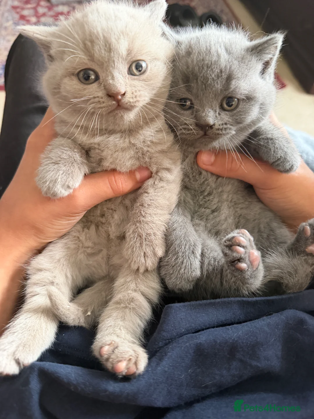 British Shorthair cats for sale: Blue and lilac GCCF kittens !  - Advert 1