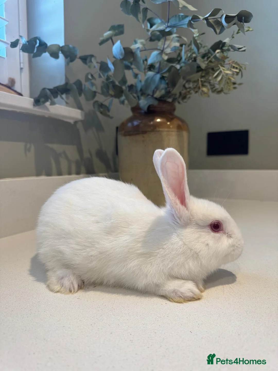 New Zealand rabbits for sale: New Zealand white bunnies  - Advert 5