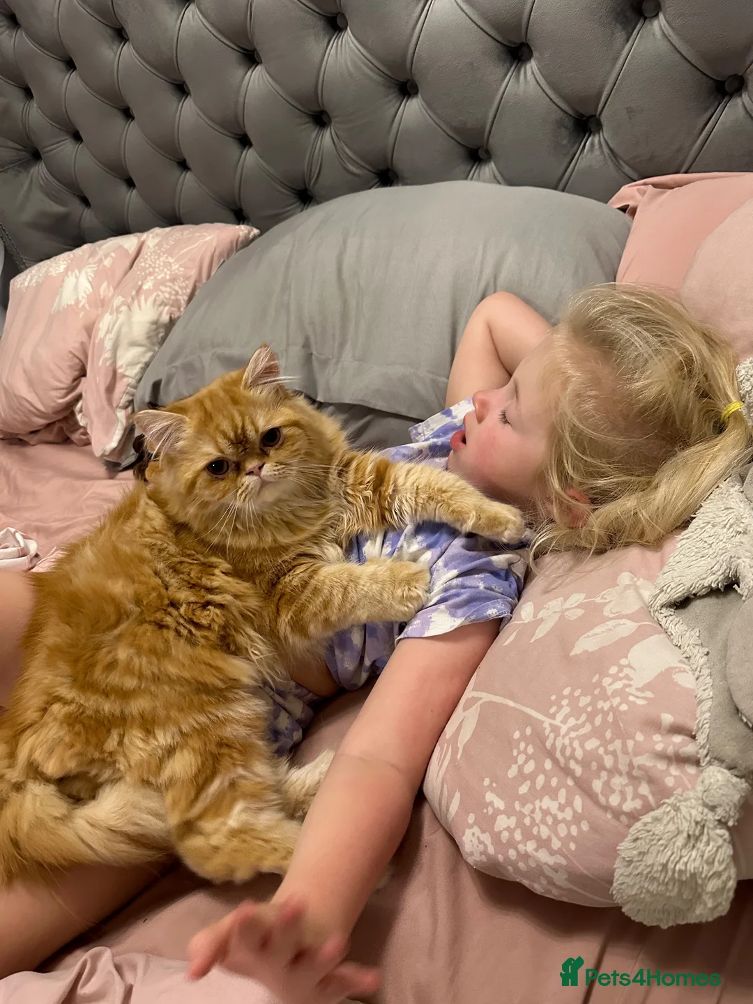 Persian cats for sale: Rehoming Male neutered Persian Boy in March - Advert 9