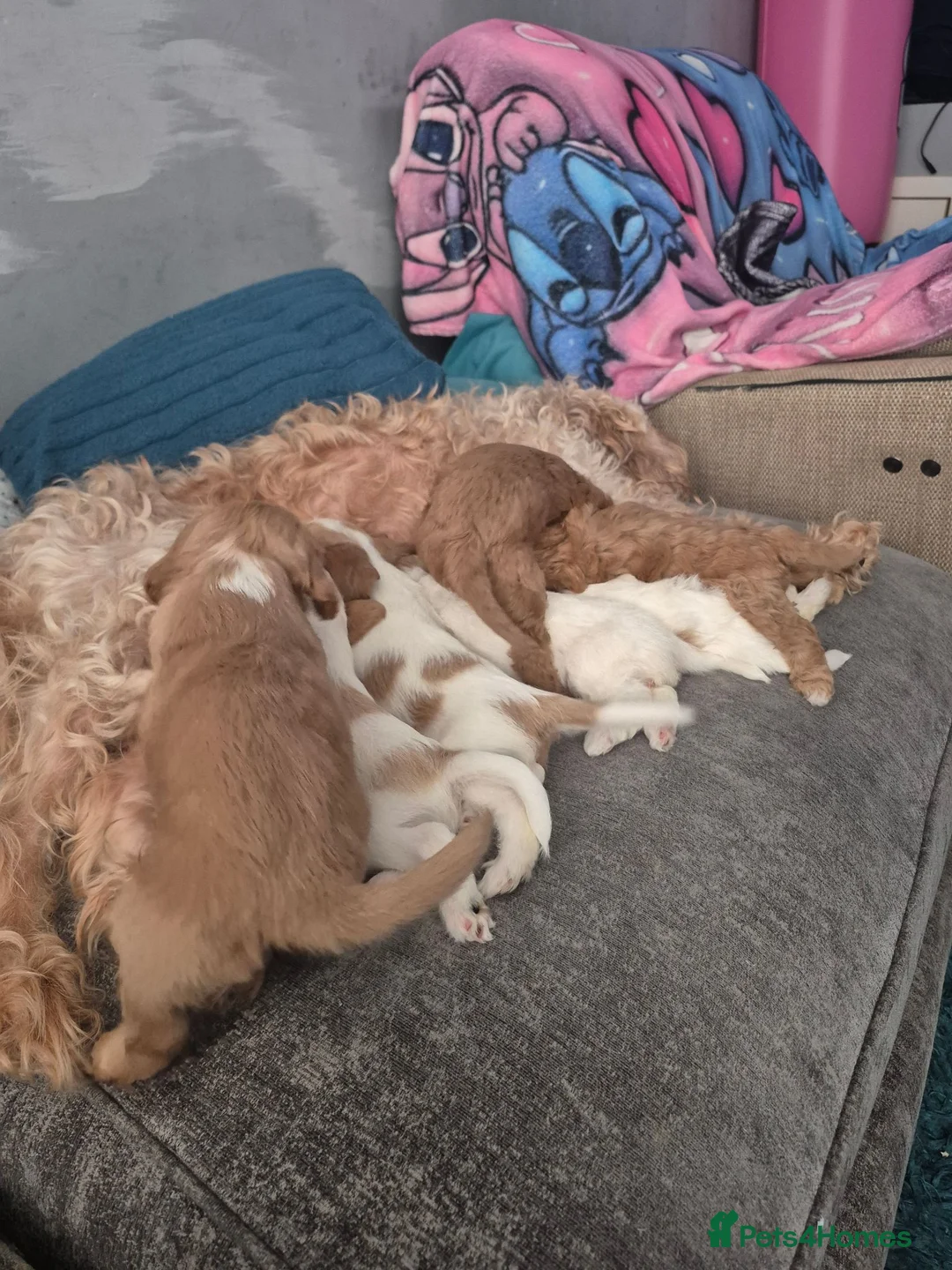 Mixed Breed dogs for sale: 4 gorgeous puppies for sale. - Advert 9