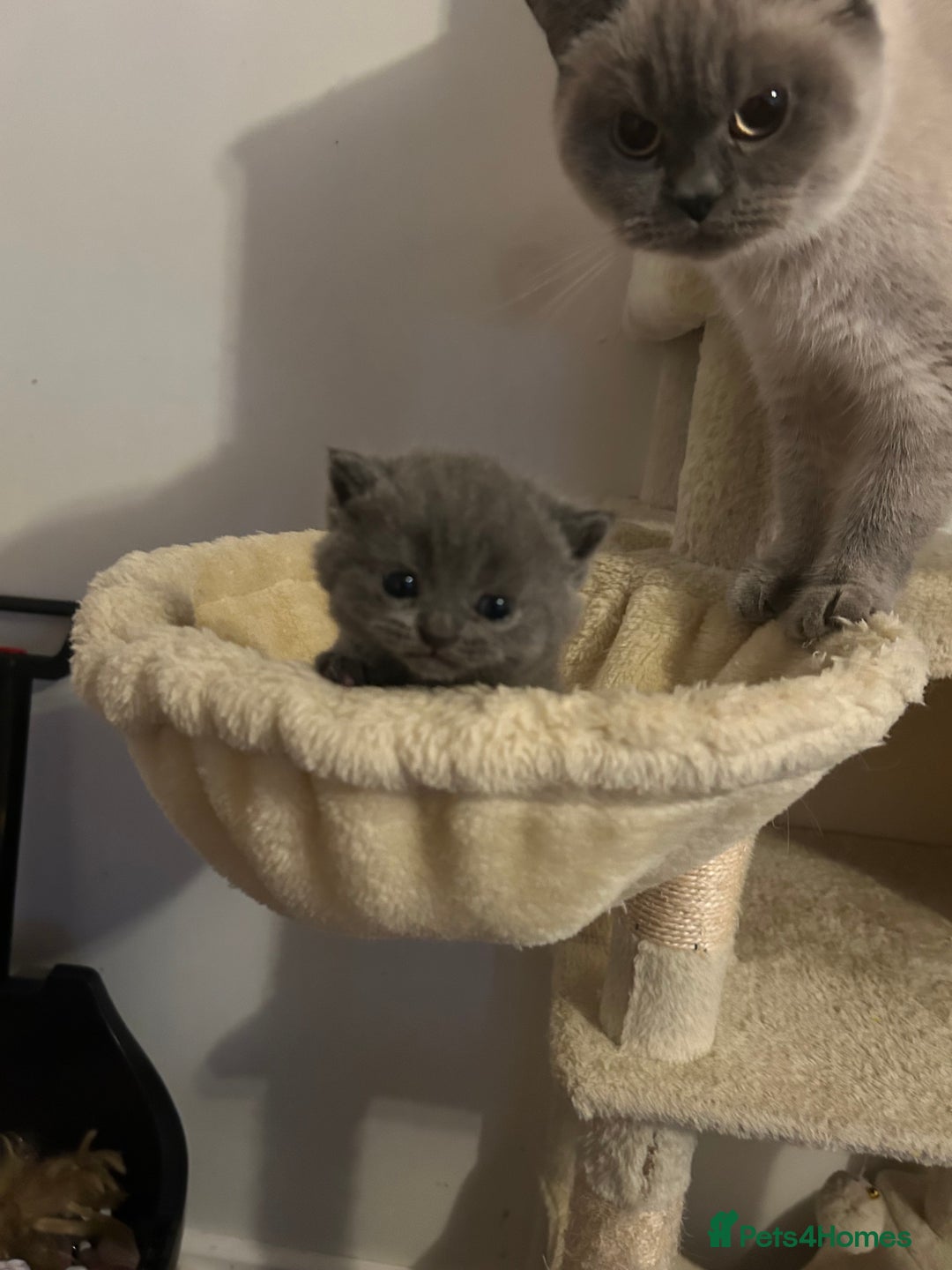 British Shorthair cats for sale: Beautiful British shorthair kittens - Advert 10