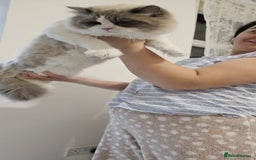 Ragdoll cats for sale: GCCF, They are ready for their new home. - Image 28