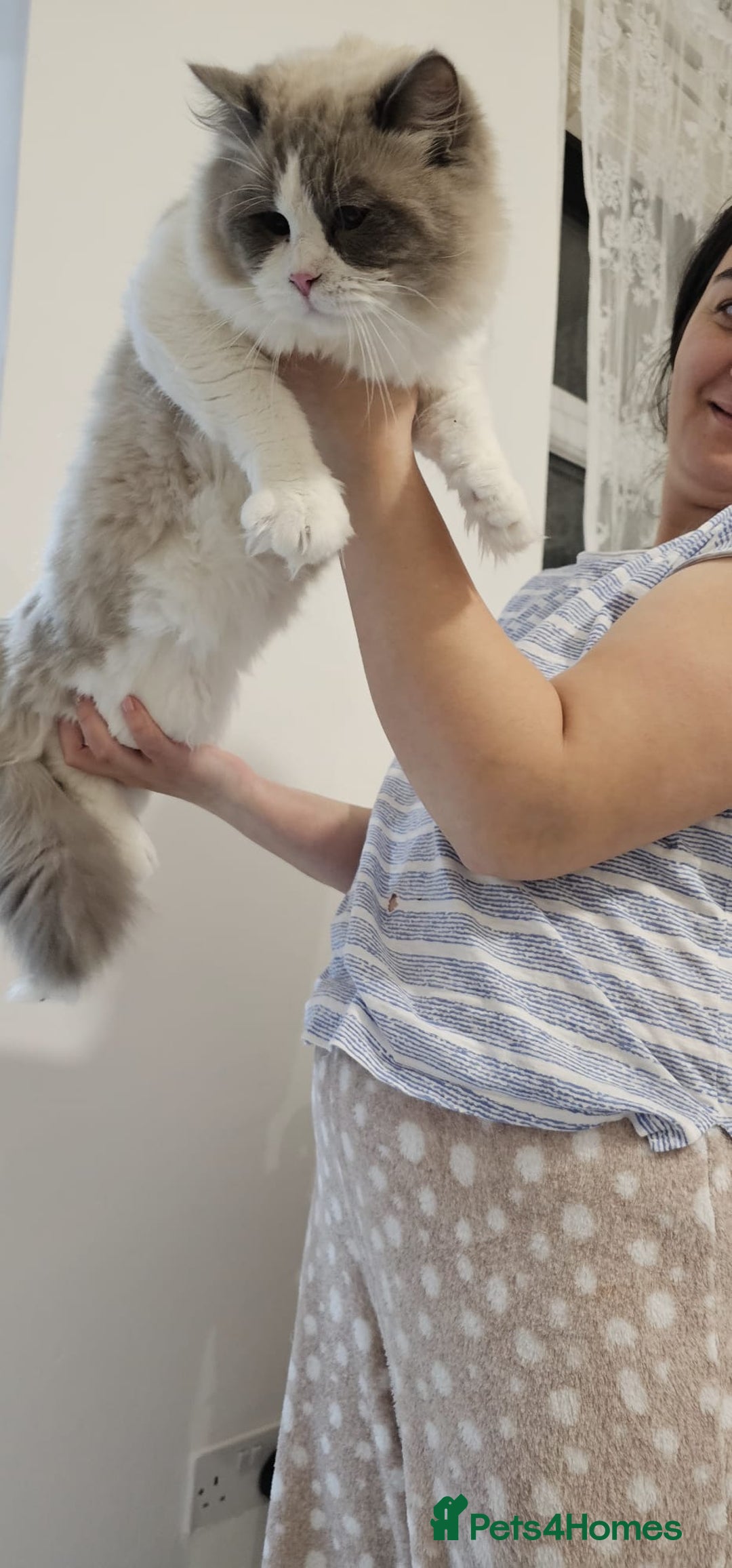 Ragdoll cats for sale: GCCF, They are ready for their new home. - Image 28