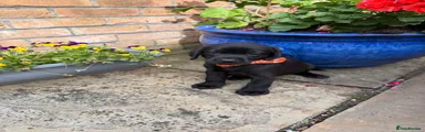 Labrador Retriever 1