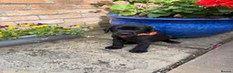 Labrador Retriever dogs for sale: Labrador puppues in Cardiff - Advert 8