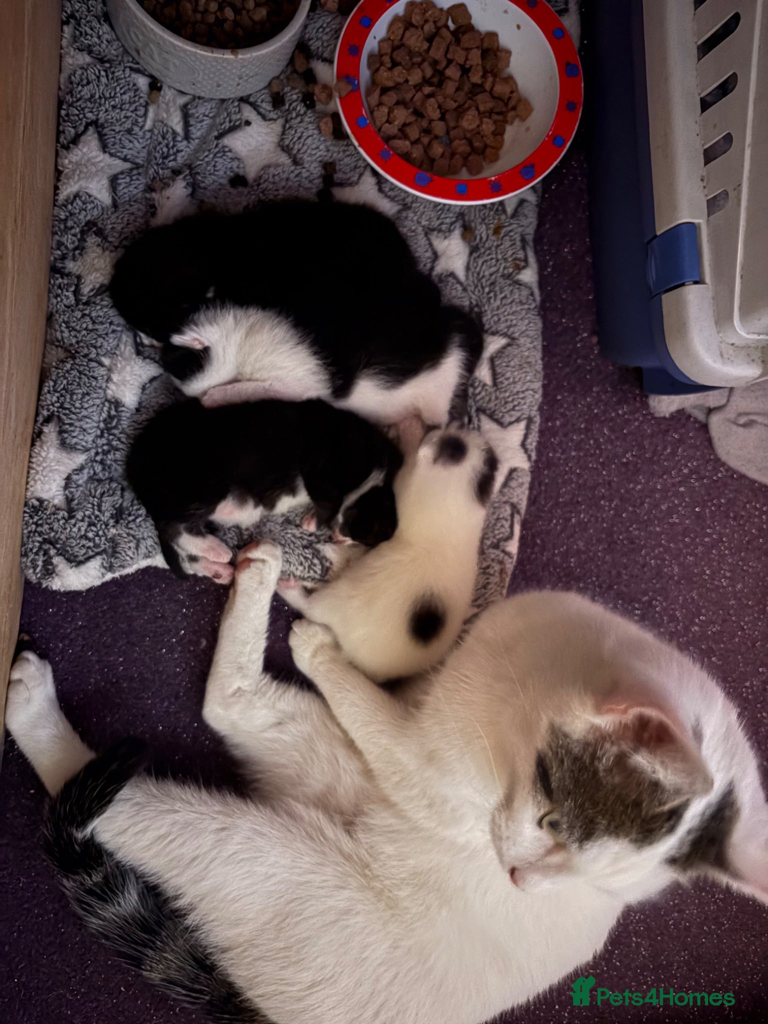 Mixed Breed cats 4 black and white kittens for sale  - Advert 7
