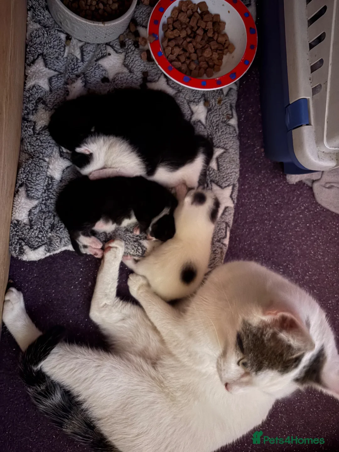 Mixed Breed cats for sale: 4 black and white kittens for sale  in Bristol - Advert 1