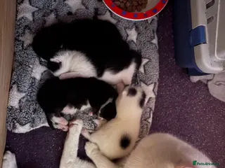 Mixed Breed cats 4 black and white kittens for sale - Advert 3