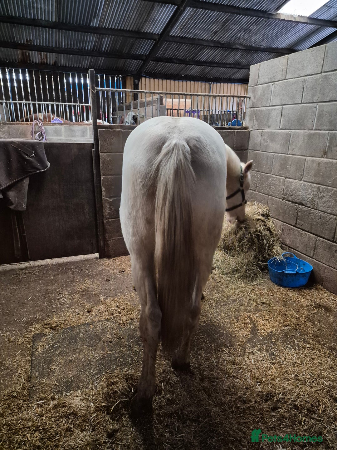 Trakehner horses for sale: 2 year old cremello and white gelding  - Advert 3