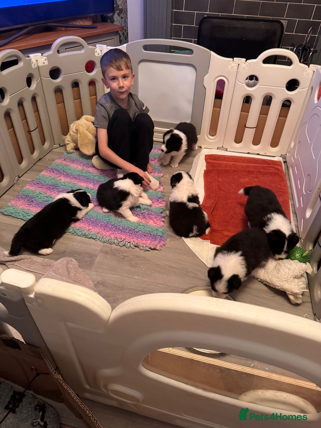 Border Collie dogs for sale: B. C. Puppies black and white kc reg - Advert 3