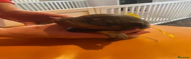Dobermann Puppy 9