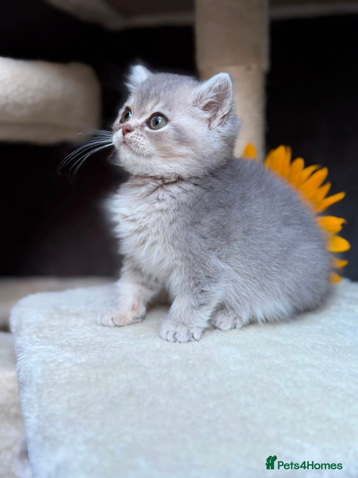 British Longhair cats PURE TICA BRITISH SHORTHAIR & LONGHAIR KITTENS  - Advert 18