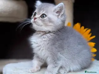 British Longhair cats PURE TICA BRITISH SHORTHAIR & LONGHAIR KITTENS - Advert 18