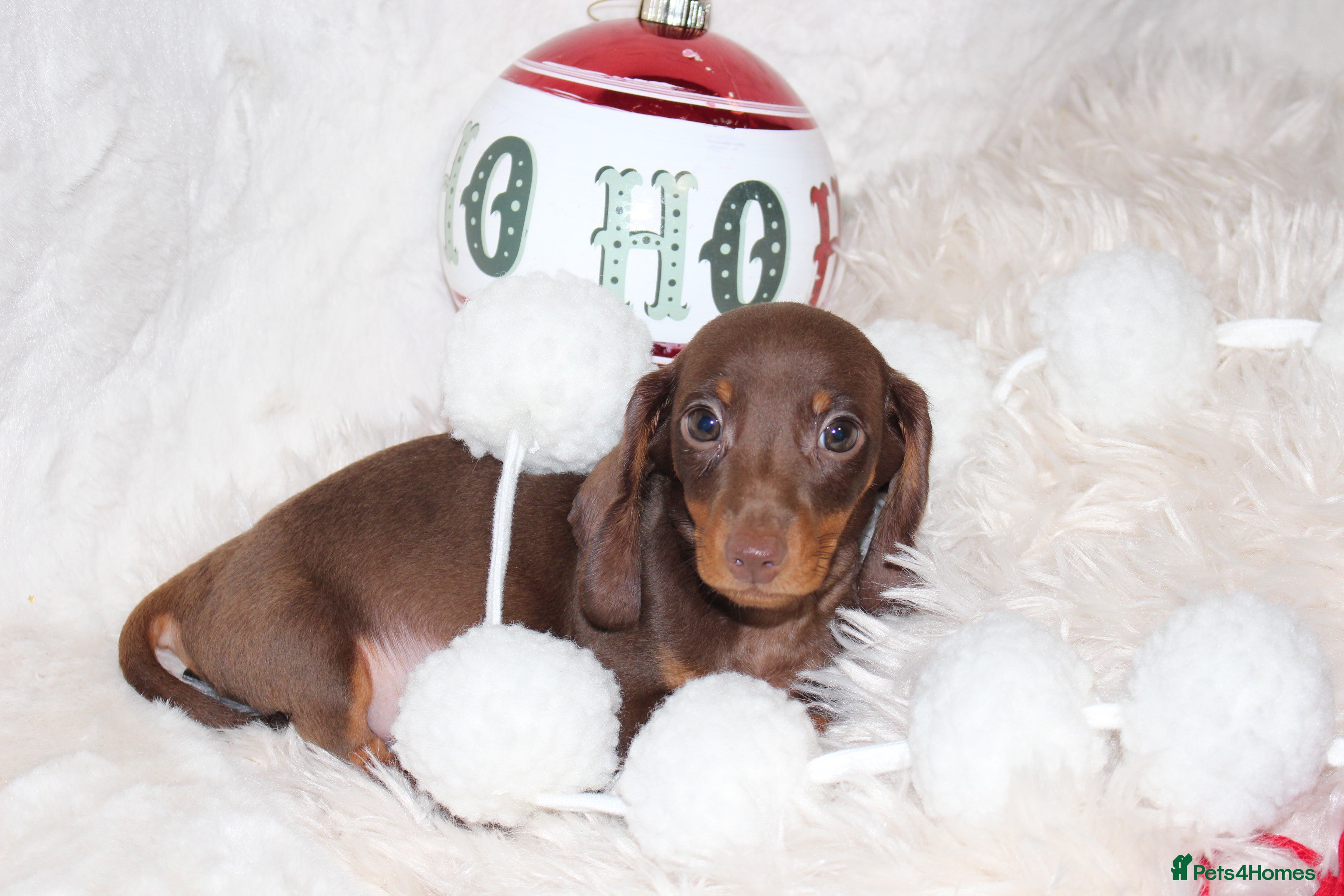 Dachshund dogs ❤️ Ready to Leave Micro Dachshunds ❤️ - Advert 4