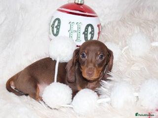 Dachshund dogs ❤️ Ready to Leave Micro Dachshunds ❤️ - Advert 6