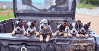 Australian Cattle Dog dogs - Advert 5