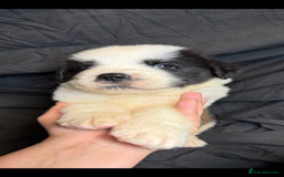 Saint Bernard dogs for sale: Saint Bernard puppies  - Image 12