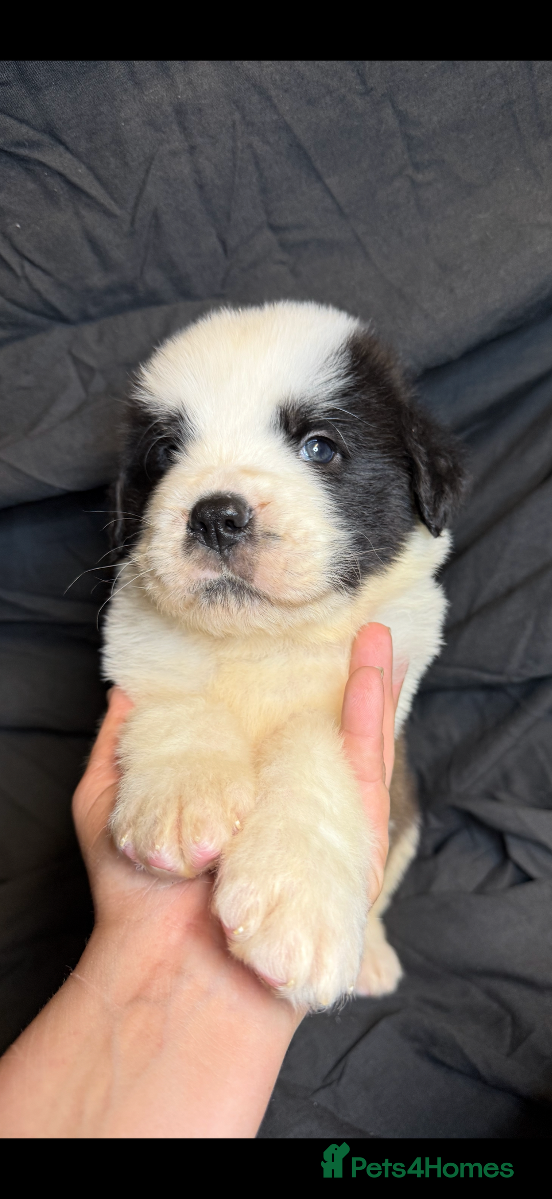 Saint Bernard dogs for sale: Saint Bernard puppies  - Image 12