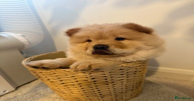 Chow Chow dogs - Advert 10