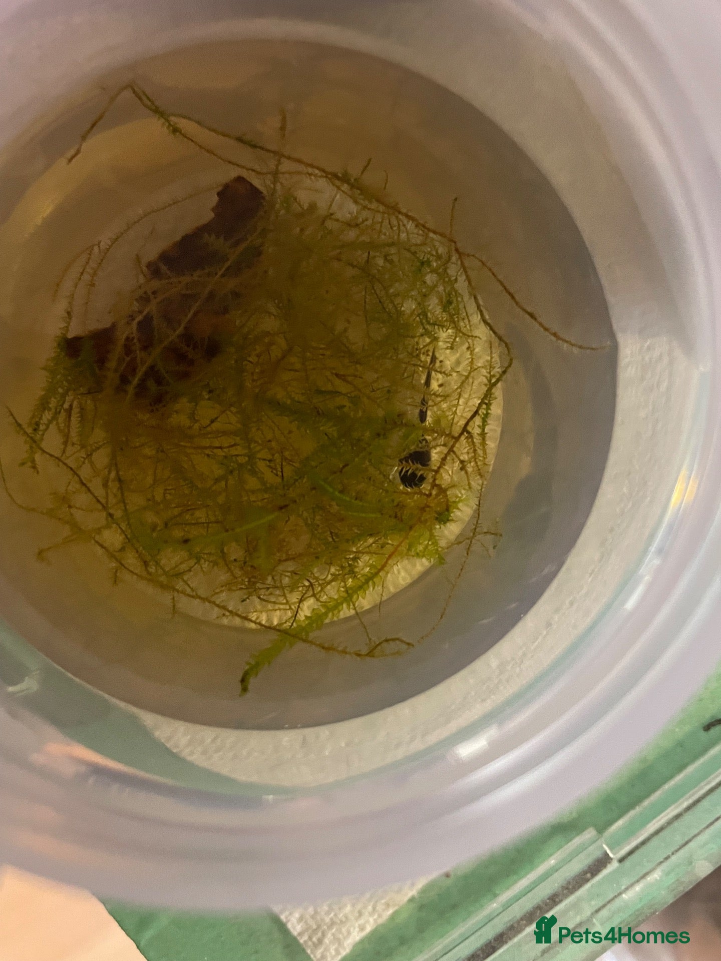 Frog reptiles 3 tinc azureos tadpoles ready to go  - Advert 3