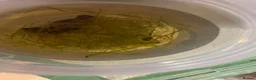 Frog reptiles for sale: 3 tinc azureos tadpoles ready to go  in Milton Keynes - Advert 1