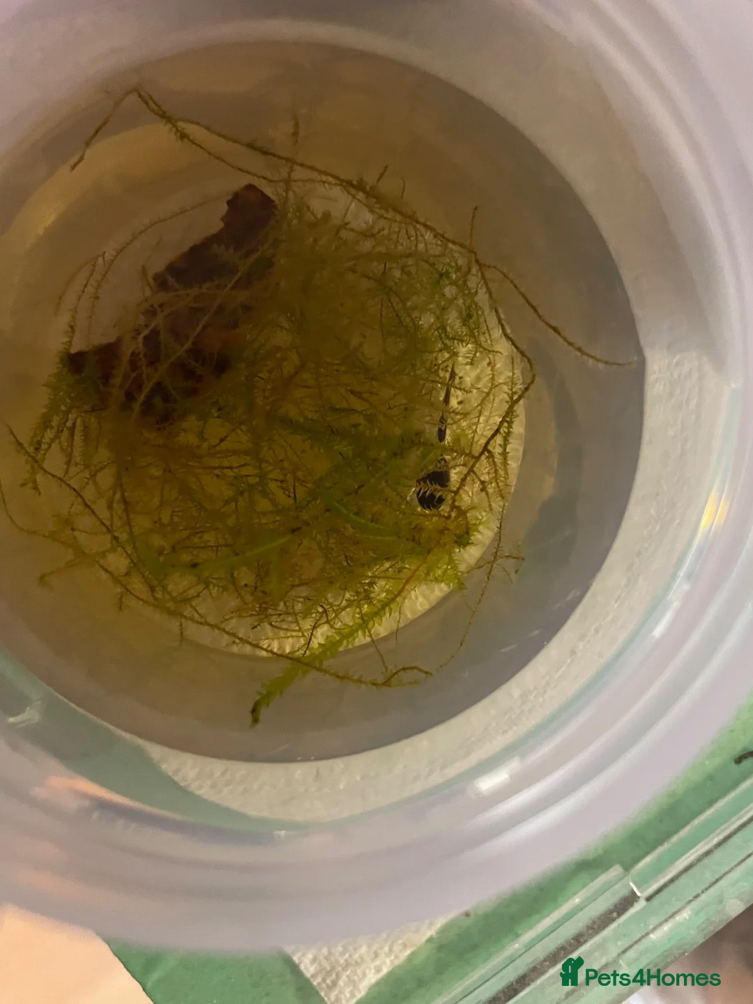 Frog reptiles for sale: 3 tinc azureos tadpoles ready to go  in Milton Keynes - Advert 1