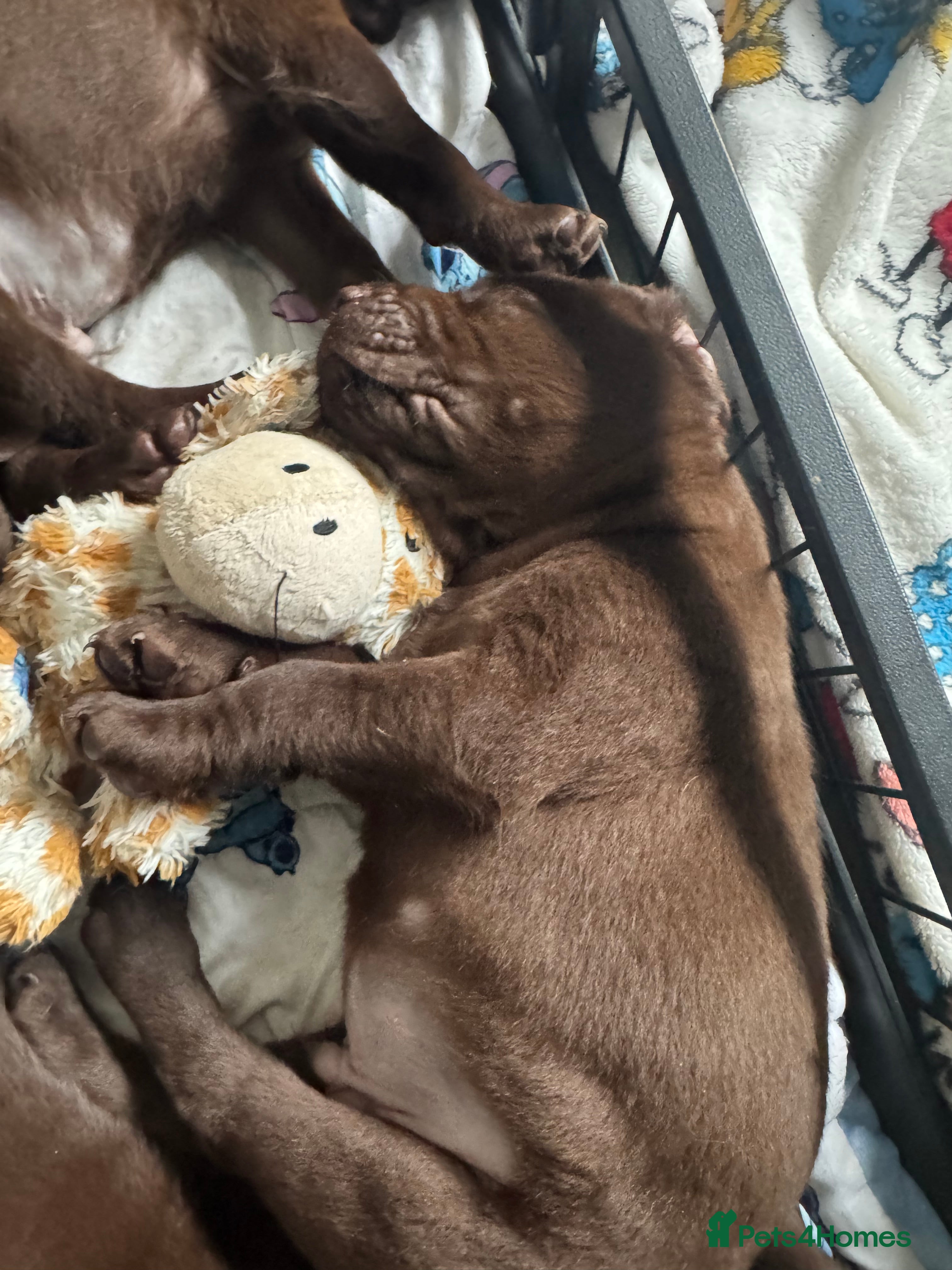 Labrador Retriever dogs Chunky chocolate Labrador puppies  - Advert 2