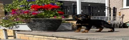 Cocker Spaniel dogs for sale: Fully vaccinated KC cocker pups - Advert 19