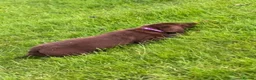 Labrador Retriever dogs for sale: Chocolate Labradors  - Advert 10