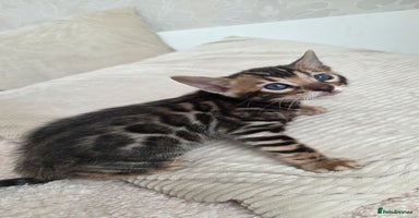 Bengal cats - Advert 7