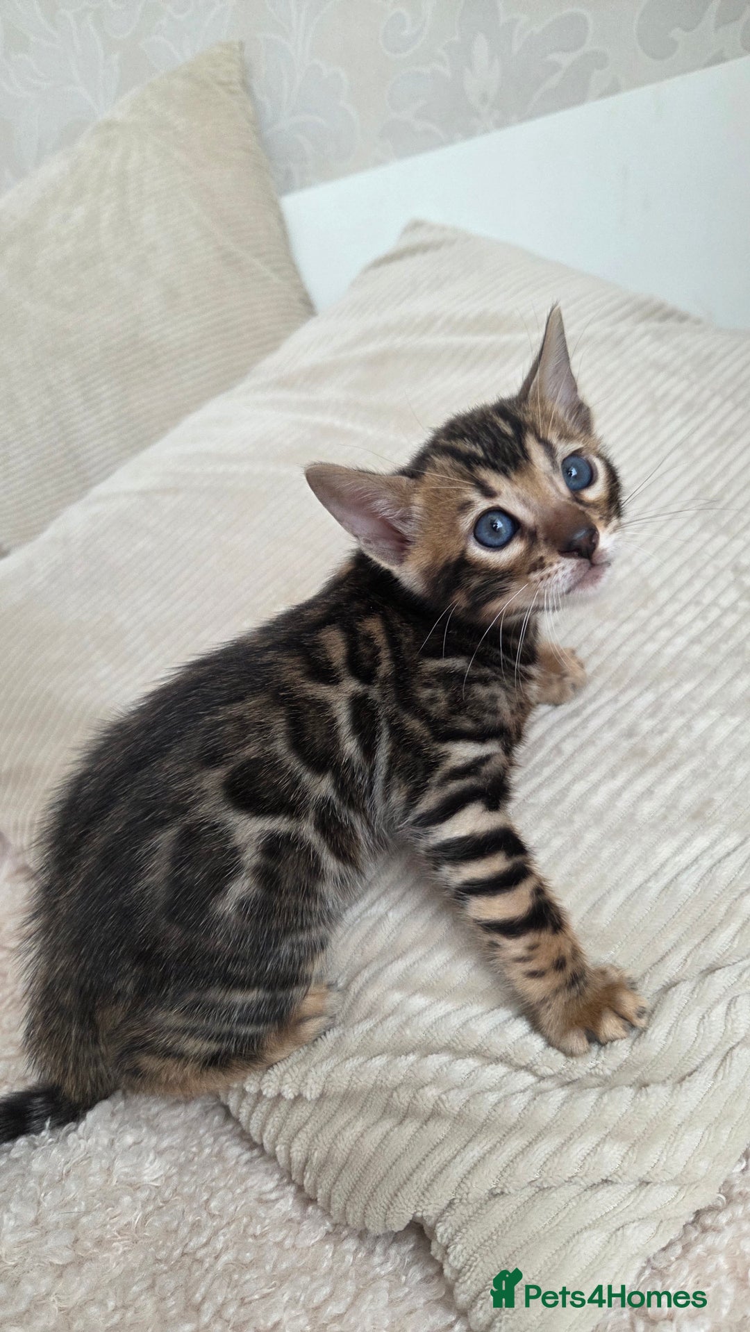 Bengal cats for sale: ✨ Bengal TICA Registered kittens Available ✨🐱 - Image 3