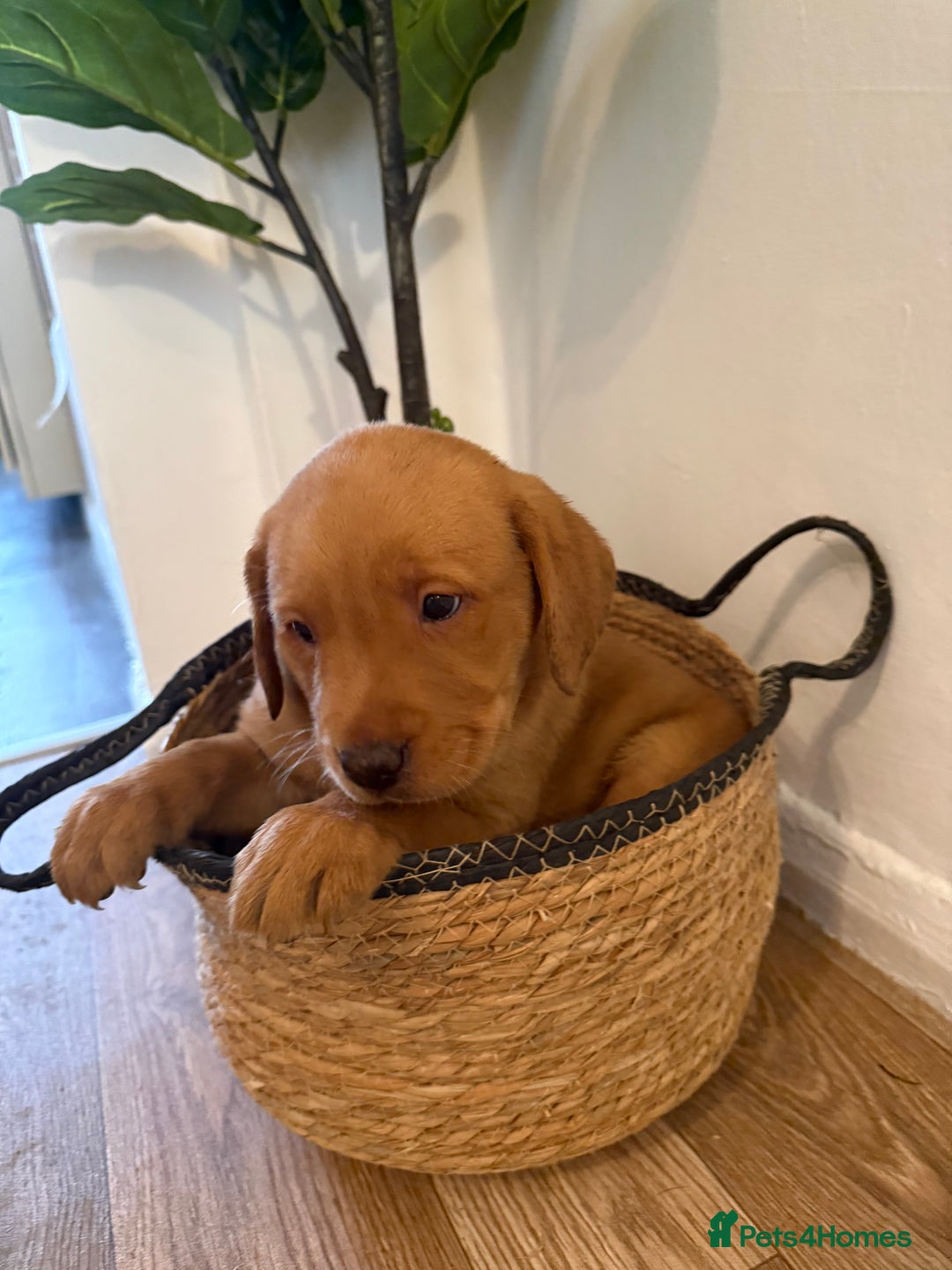 Labrador Retriever dogs for sale: Labrador pups for sale  - Advert 8