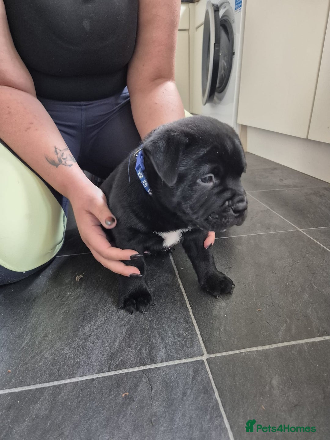 Mixed Breed dogs for sale: Pocket bully cross Chow Chow puppies for sale - Image 30