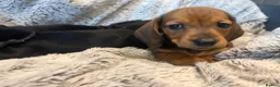 Dachshund dogs for sale: Dachshund puppies  - Advert 2