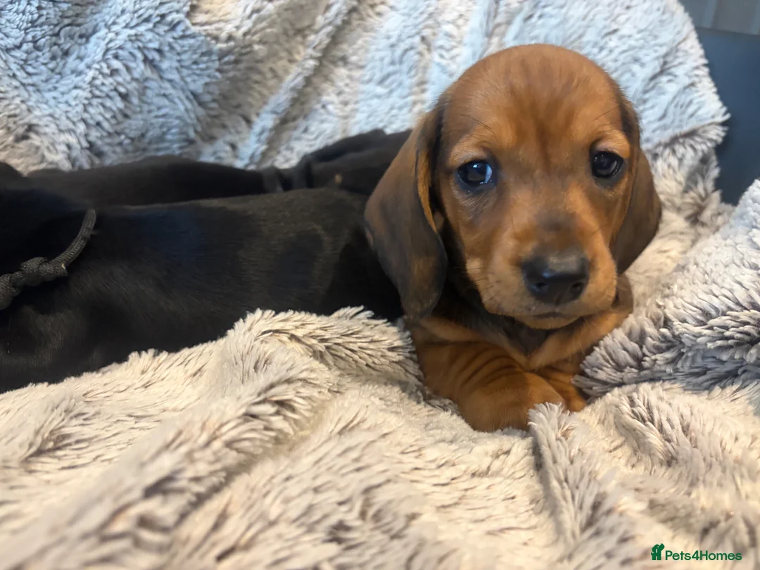 Dachshund dogs for sale: Dachshund puppies  - Advert 2