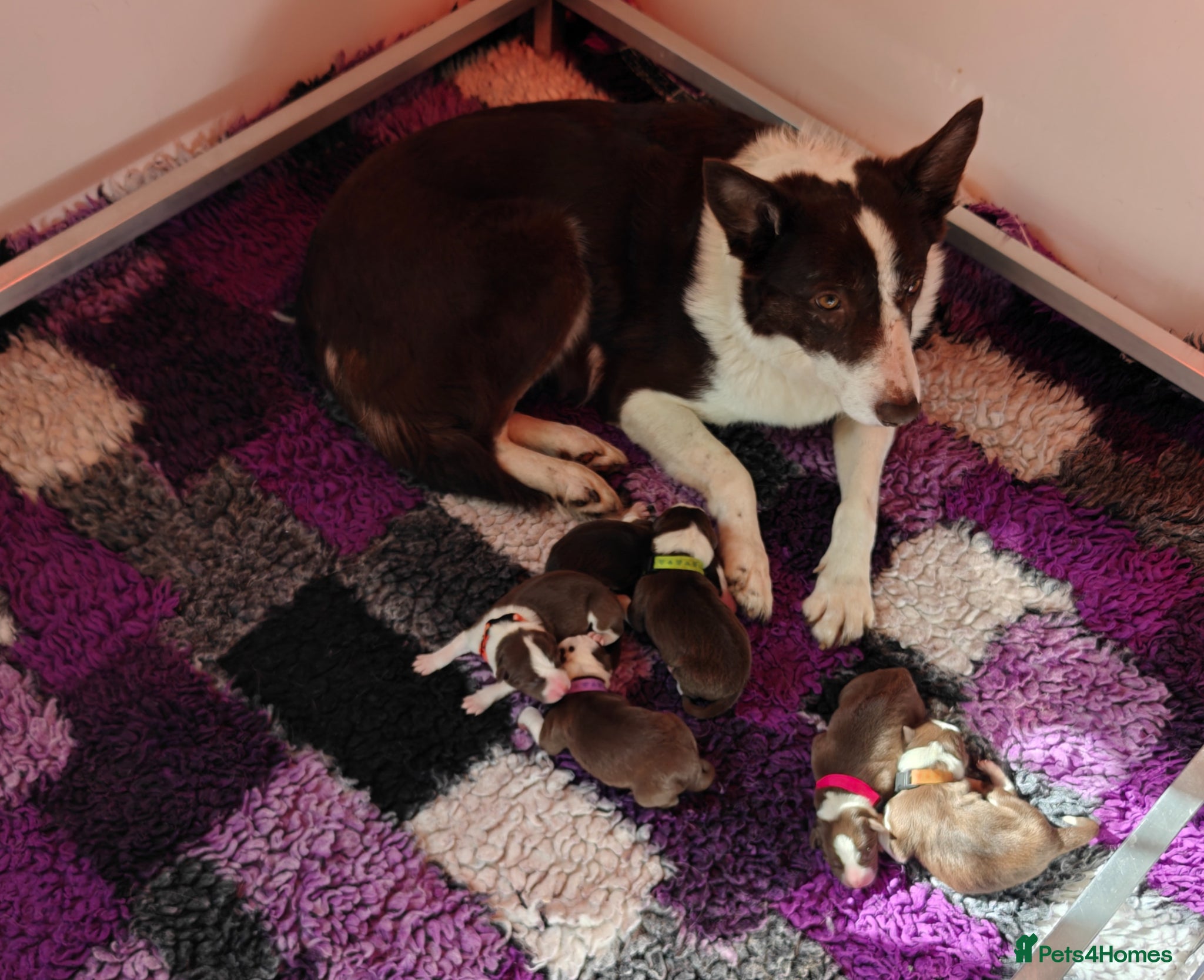 Border Collie dogs Stunning pure bred Red & White Border collie pups - Advert 2